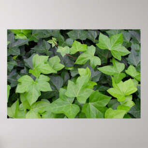 Impression botanique de lierre vert
