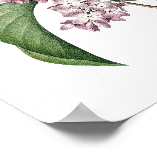 Impression botanique de LILAC original par Redoute (Coin)