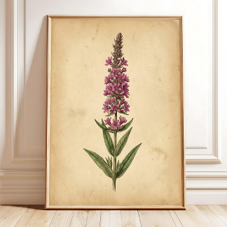 Impression botanique de Lythrum vintage