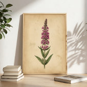 Impression botanique de Lythrum vintage