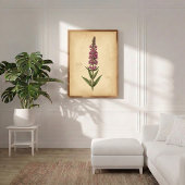 Impression botanique de Lythrum vintage
