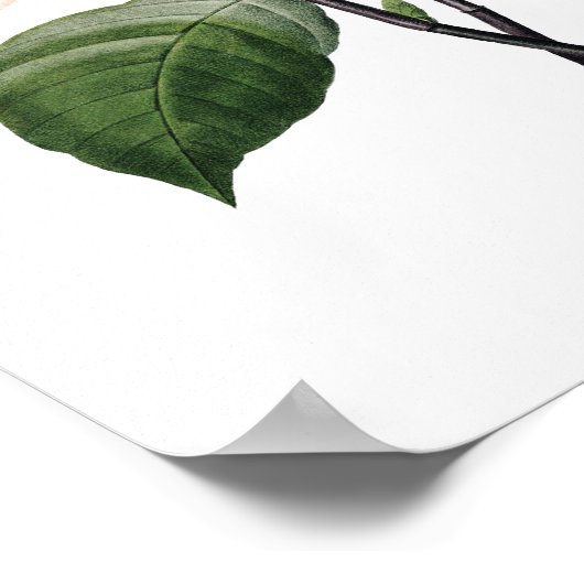 Impression botanique de PINK MAGNOLIA par Redoute (Coin)