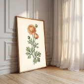 Impression botanique de Ranunculus Galerie Art Pri