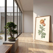 Impression botanique de Ranunculus Galerie Art Pri