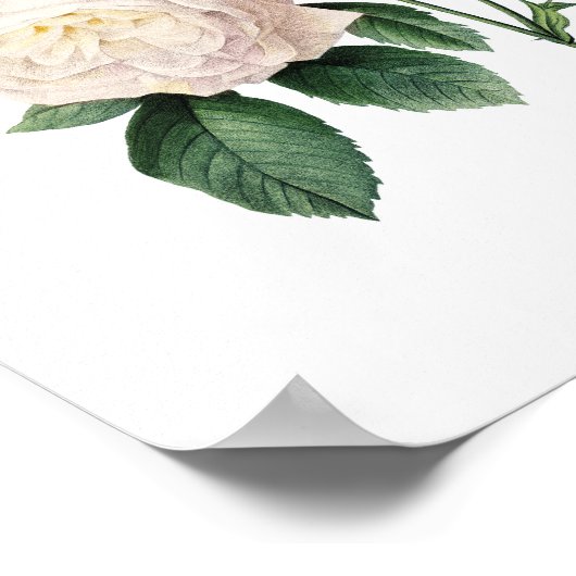 Impression botanique de ROSES originaux par Redout (Coin)