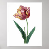 Impression botanique de TULIP original par Redoute (Devant)