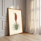 Impression botanique de Vriesea sur toile