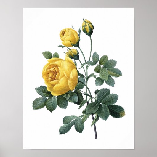 Impression botanique de YELLOW ROSE par Redoute (Devant)