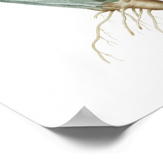 Impression botanique d'IRISES original par Redoute (Coin)