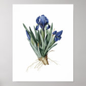 Impression botanique d'IRISES original par Redoute (Devant)