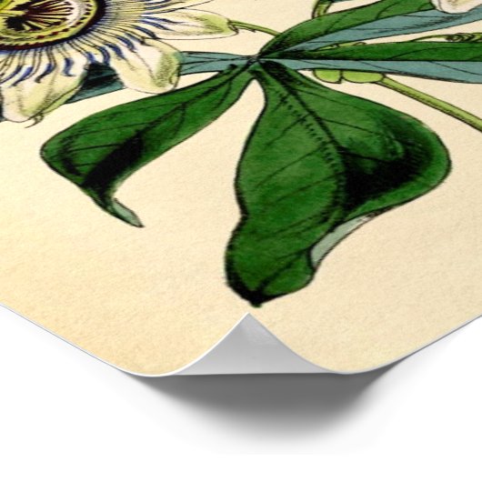 Impression botanique - Fleur de passion (Passiflor (Coin)