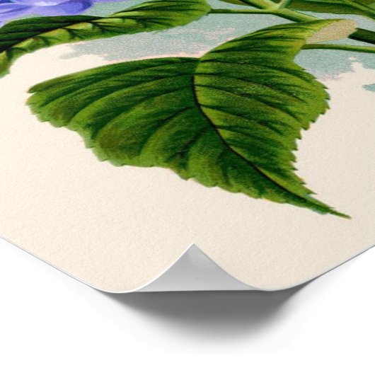 Impression botanique - Hydrangea (Coin)