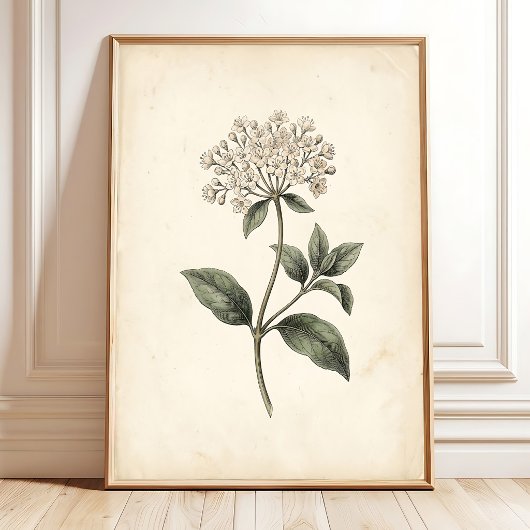 Impression botanique Laurustinus sur toile