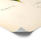 Impression botanique - Mountain & American Holly (Coin)