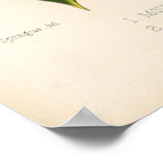 Impression botanique - Mountain & American Holly (Coin)