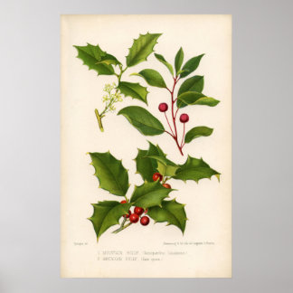 Impression botanique - Mountain & American Holly