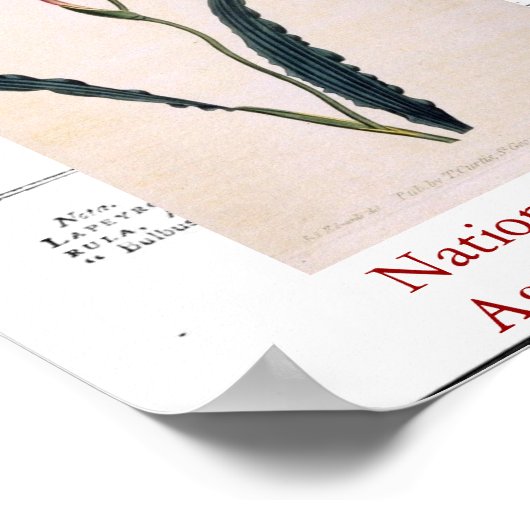 Impression botanique naturelle trois (Coin)