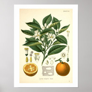 Impression botanique orange