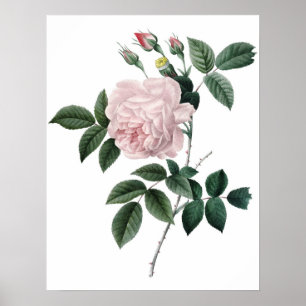Impression Botanique PREMIUM QUALITY rose