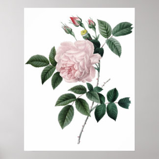 Impression Botanique PREMIUM QUALITY rose