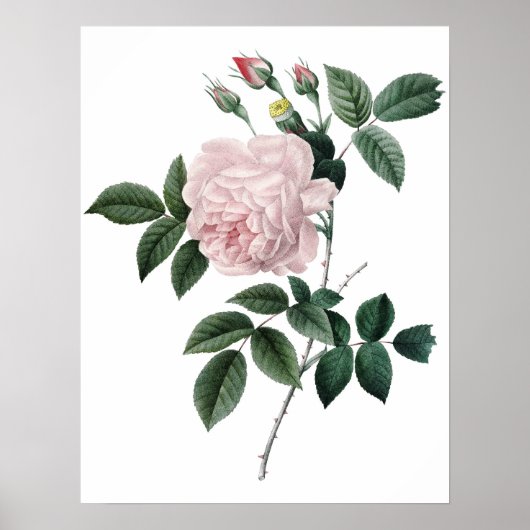 Impression Botanique PREMIUM QUALITY rose (Devant)