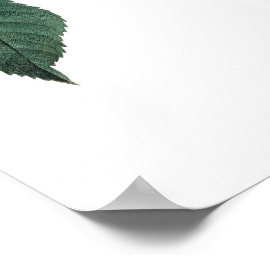 Impression Botanique PREMIUM QUALITY rose (Coin)