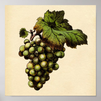 Impression botanique - Raisin blanc