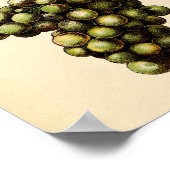 Impression botanique - Raisin blanc (Coin)