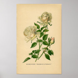 Impression botanique - Rose Bourbon