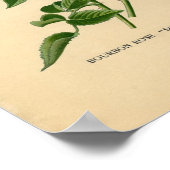 Impression botanique - Rose Bourbon (Coin)