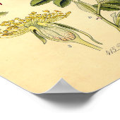 Impression botanique - Rose de chien (Rosa Canina) (Coin)