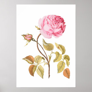Impression botanique rose vintage