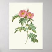 Impression botanique rose vintage (Devant)