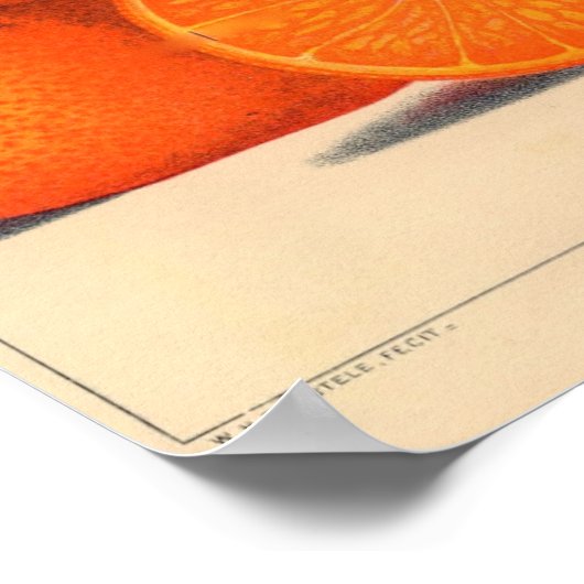 Impression botanique - Satsuma (Coin)