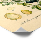 Impression botanique - Sloe (Prunus spinosa) (Coin)