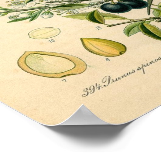 Impression botanique - Sloe (Prunus spinosa) (Coin)