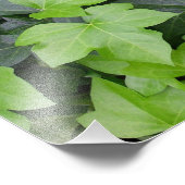 Impression botanique verte Ivy (Coin)