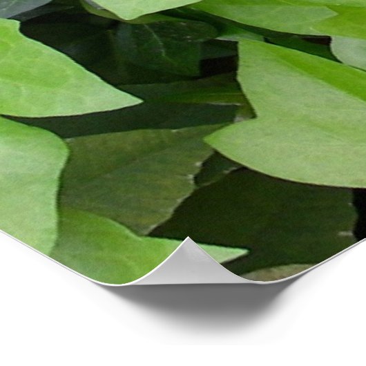 Impression botanique verte Ivy (Coin)