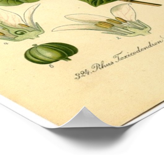 Impression botanique - Vin de poison (Toxicodendro (Coin)