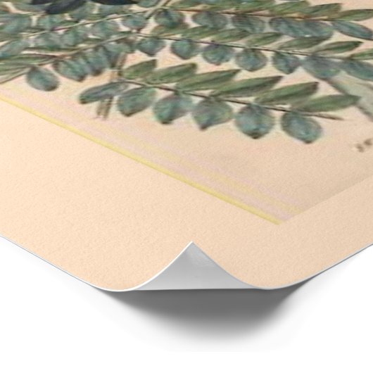 Impression botanique vintage (Coin)