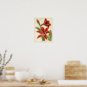 Impression botanique vintage - Amaryllis (Cuisine)