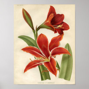 Impression botanique vintage - Amaryllis