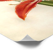 Impression botanique vintage - Amaryllis (Coin)