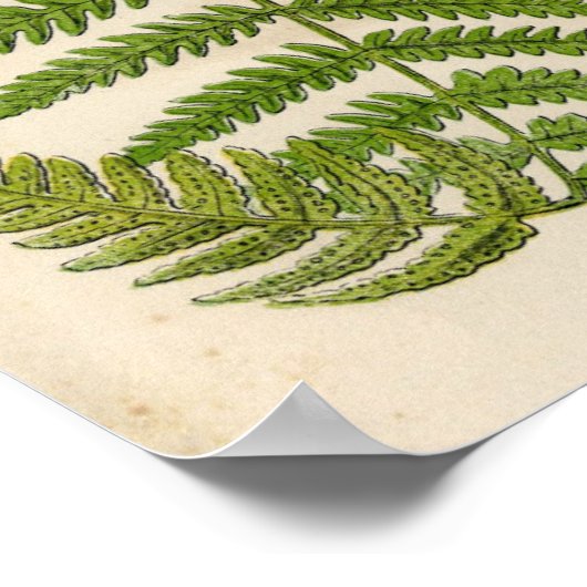 Impression botanique vintage - Bracken / Ferns (Coin)