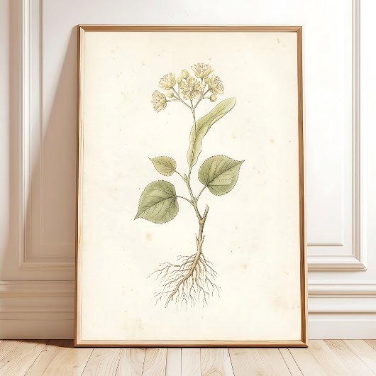 Impression botanique vintage de fleurs de tilleul