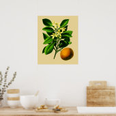 Impression botanique vintage d'orange douce (Cuisine)
