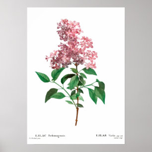 Impression botanique vintage d'une affiche lilas c