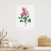 Impression botanique vintage d'une affiche lilas c (Cuisine)