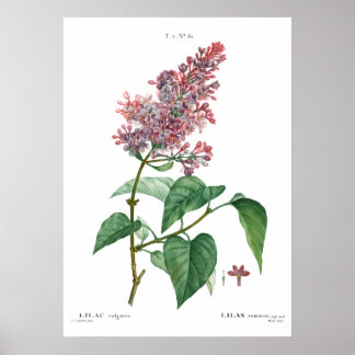 Impression botanique vintage d'une affiche lilas c
