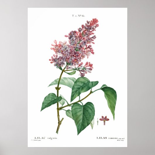 Impression botanique vintage d'une affiche lilas c (Devant)